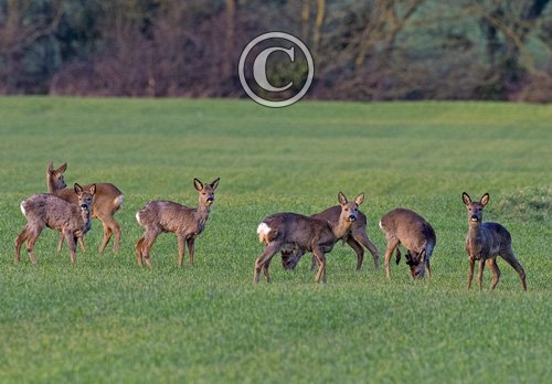 Group of Roe Deer at the end of Winter